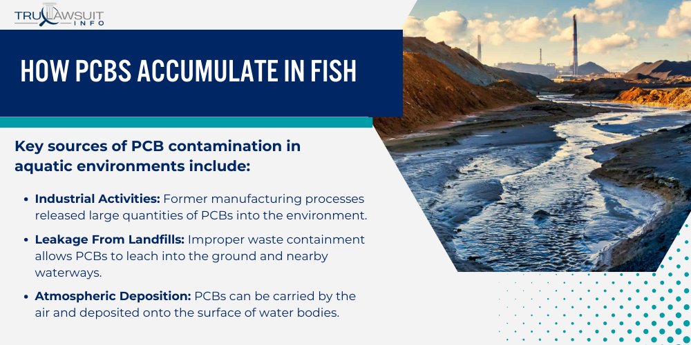 How PCBs Accumulate in Fish