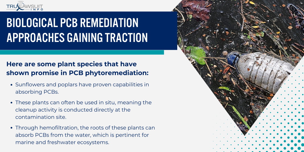 Biological PCB Remediation Approaches Gaining Traction